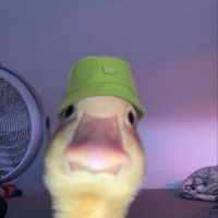 DUCKYHAT