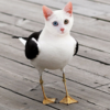 CATGULL