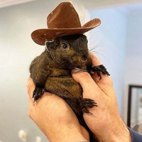 #1 TikTok Squirrel