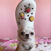 Croc Dog
