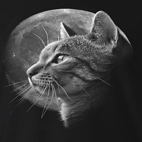 Kitten moon shot
