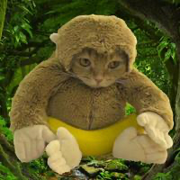 MONKEY CAT