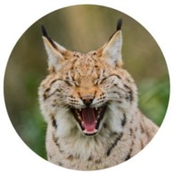 LINCY COIN