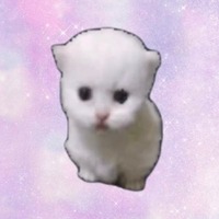 HOP CAT