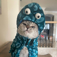 Octocat