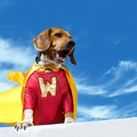 WonderDoge