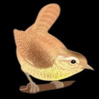 GOLDEN SPARROW