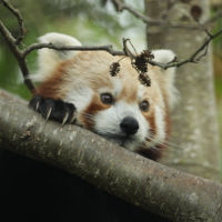 New Edinburgh Zoo's Red Panda
