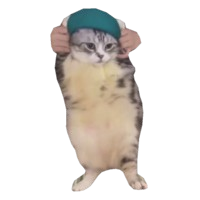 Wiggle Cat