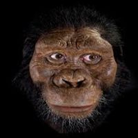 Ape coin killer