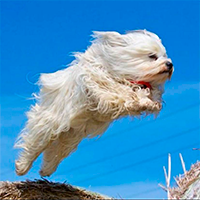BOLT DOG