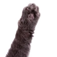 CATARM