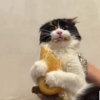 Sandwich Cat on Base