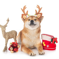 ReindeerInu