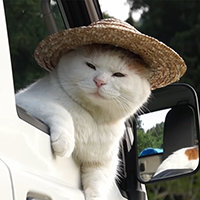 Cat Wif Hat