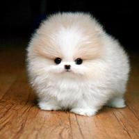 Super Dog