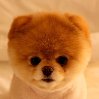 Boo Coin Sol