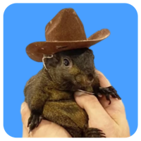 Peanut Hat