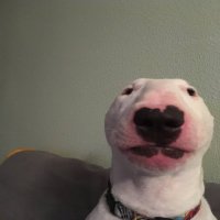 Bullterrier (SOL)