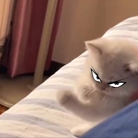 ONE PUNCH CAT