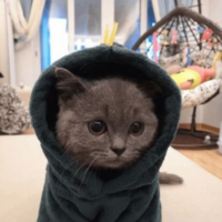 CatWifHoodie