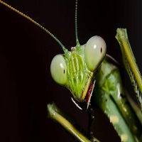 MANTIS SQUAD