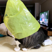 catwifbag