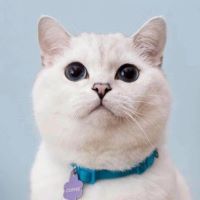 White Coffee Cat