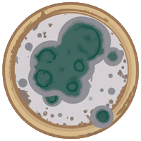 Moldy Token