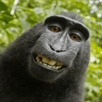 Monkey EA