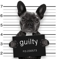 PRISONDOG