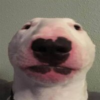 Pandog