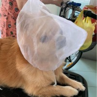 DOGWIFBAG