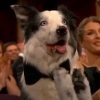 theclappingdog