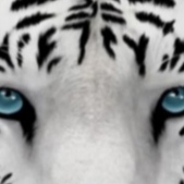 White Tyger Inu