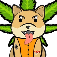Shiba Boys