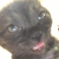 Baked Cat
