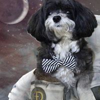 MarvinDoge