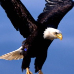 AmericanEagle