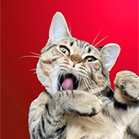 MyFuckingCat