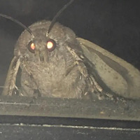 MOTH