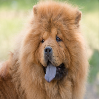 CHOW CHOW SOL