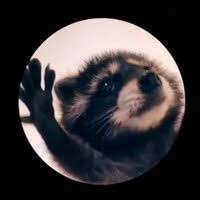 Pedrothedancingracoon