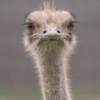 Ostrich Cull