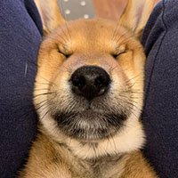 PressDog