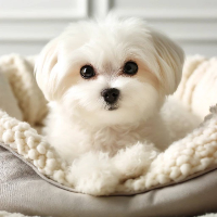 Suger Dog