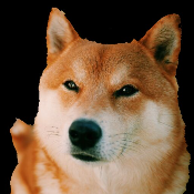 BIGBROTHERDOGE