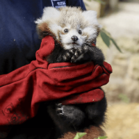 Killed Baby Red Panda