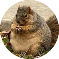 Winnie The Chubby Squirrel