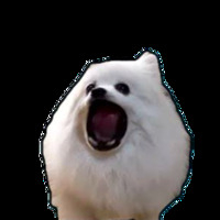 BORKDOG